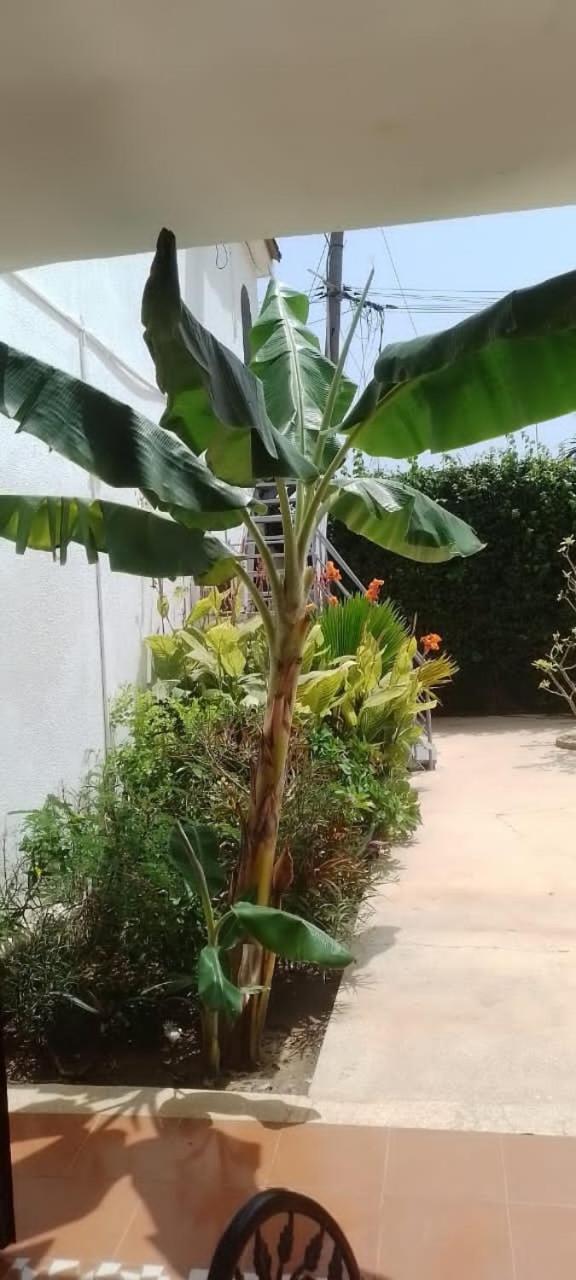 Riad Cote Jardin Saly Portudal Exterior foto